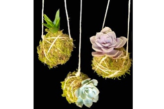Plant Nite: Moss & Twine Hanging Succulent (Ages 13+)